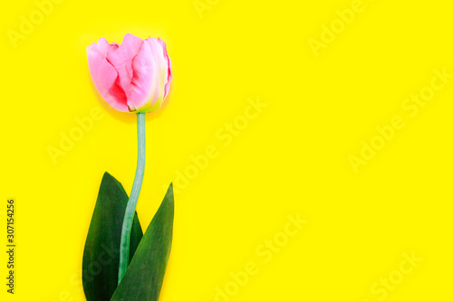 natural decorative pink tulips with green leaves for women's day