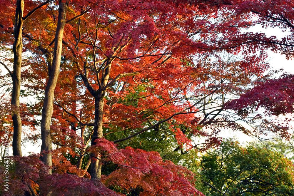東京 吉祥寺 井の頭公園の紅葉