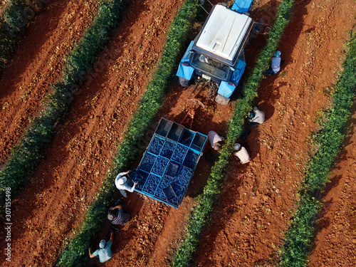  top view of the grape harvest and loading into the tractor on the plantation