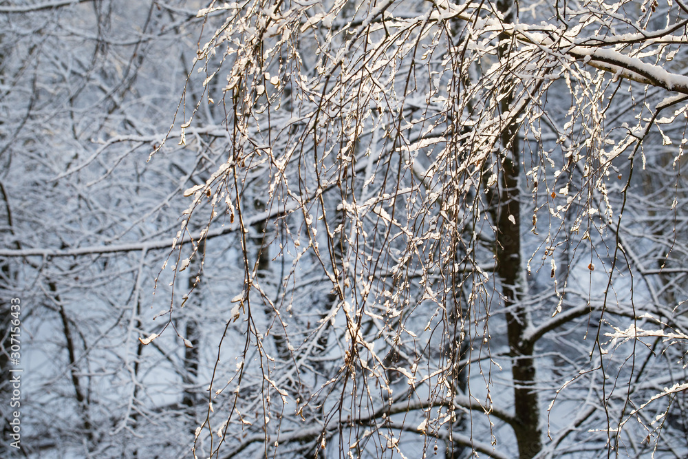 Obraz premium tree branches in snow and ice in a winter forest 