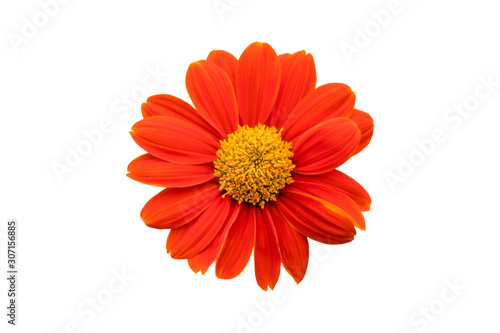 mexican sunflower isolated on white background with Clipping Path Selection. Tithonia rotundifolia 