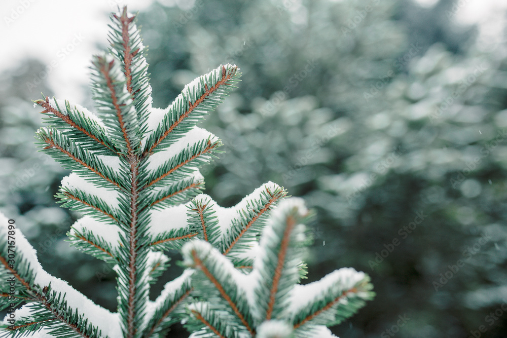 Spruce branches close-up in the snow. Winter postcard, the first snow lies on the branches Spruce branches close-up in the snow. Winter postcard, the first snow lies on the branches