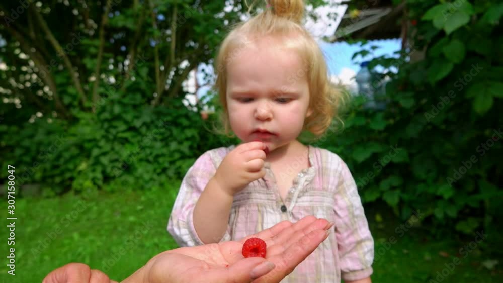 Cute little girl eating raspberries from an adults hands outdoors on the sunny summer day Cute little girl eating raspberries from an adults hands outdoors on the sunny summer day