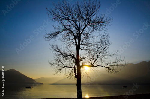 Bare Tree in Sunset over an Alpine Lake with Mountain in Switzerland.