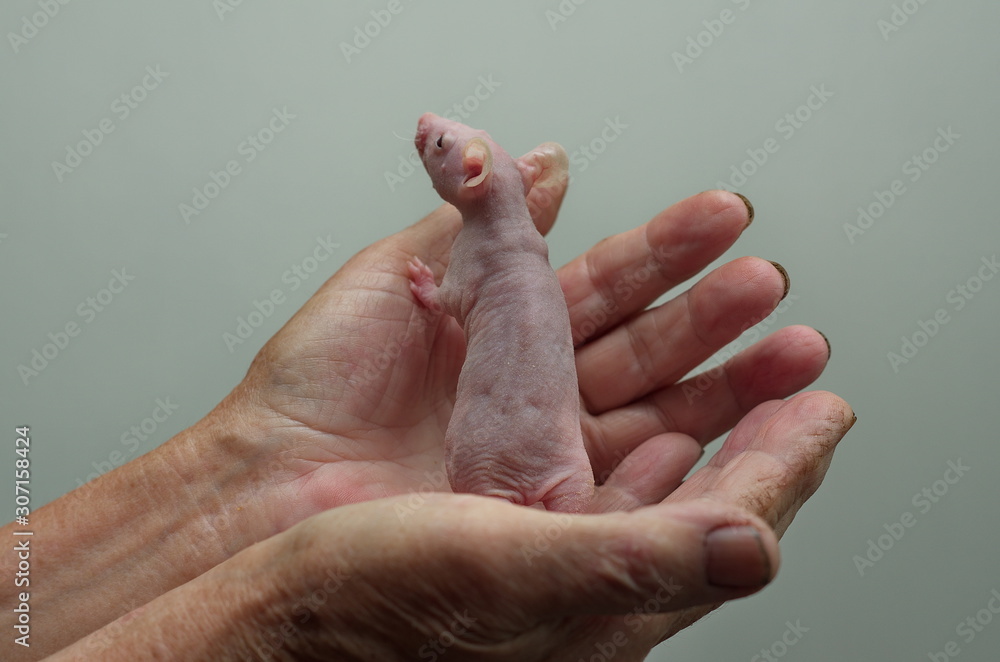 A small rat is held in his hands. A small rat is held in his hands.