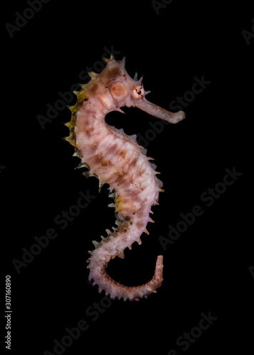 Isolated spiny seahorse (Hippocampus histrix), also referred to as the thorny seahorse in Anila0, Philippines.  Marine life and underwater photography.