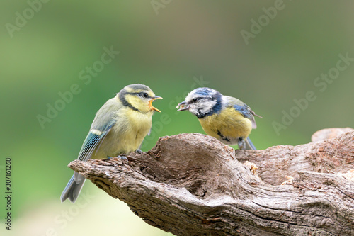 Junge Blaumeise und Elternteil photo