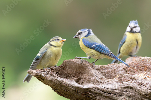 Junge Blaumeise und Eltern photo