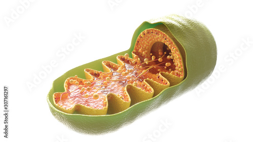 Mitochondria cell on white background - 3D Rendering