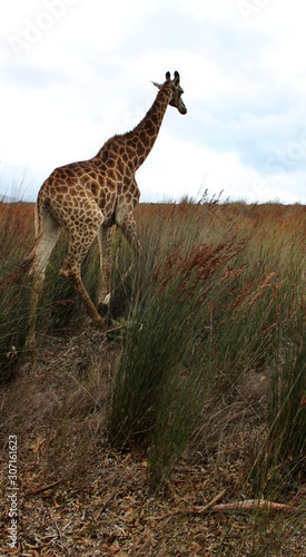 the wild animals of South Africa