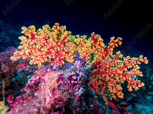 фотографія Bright colored soft tree coral (Dendronephthya sp