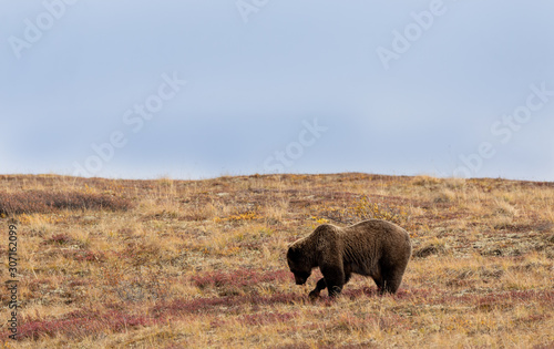 Grizzly Bear on the Tundra in Denali National Park in Autumn