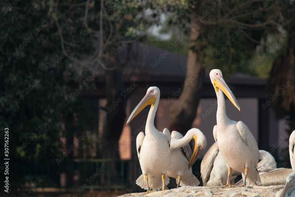 Obraz premium Great White Pelicans