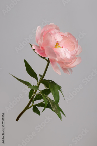 Pink peony flower isolated on gray background. © ksi