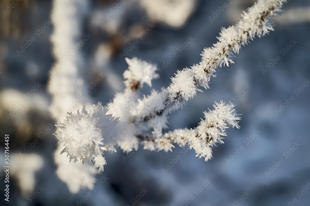 white branch of a tree in winter