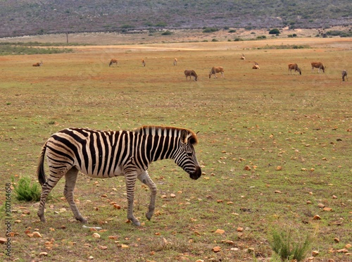 the wild animals of South Africa