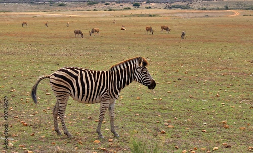 the wild animals of South Africa