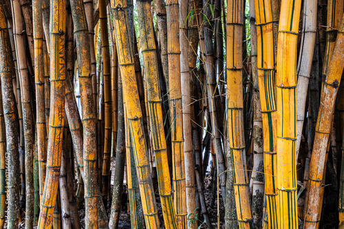 floresta de bambú, arvore tipica japonesa