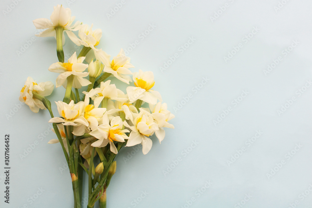 bouquet of white narcissus flowers on a light blue background,  scented flowers 