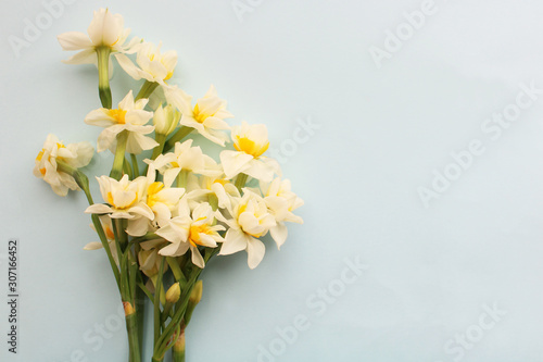 Obraz na plátně bouquet of white narcissus flowers on a light blue background,  scented flowers