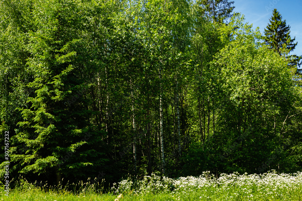 Fototapeta premium Evergreens and deciduous trees in virgin forest against blue sky. Beautiful summer landscape. Rest and enjoyment. Relaxation and meditation. Beauty of Russian nature in suburbs.