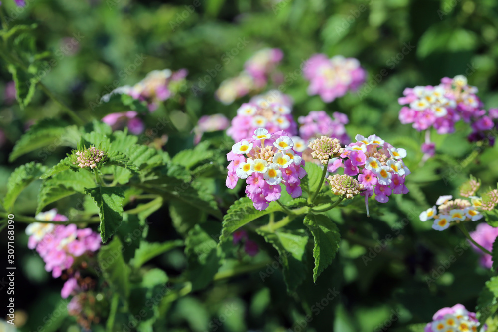 Colorful lantana camaras (common lantanas) in a closeup. Beautiful yet problematic flowers that tend to takeover other plants by creating toxic chemicals to the soil. Closeup photographed in Cyprus. Colorful lantana camaras (common lantanas) in a closeup. Beautiful yet problematic flowers that tend to takeover other plants by creating toxic chemicals to the soil. Closeup photographed in Cyprus.
