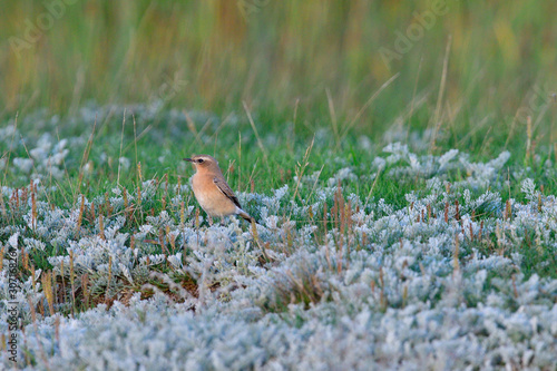 Steinschmätzer in Schweden im Herbst © Karin Jähne