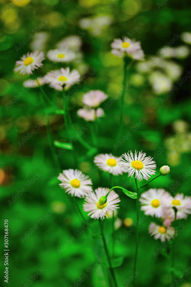Wildflowers in Meadow