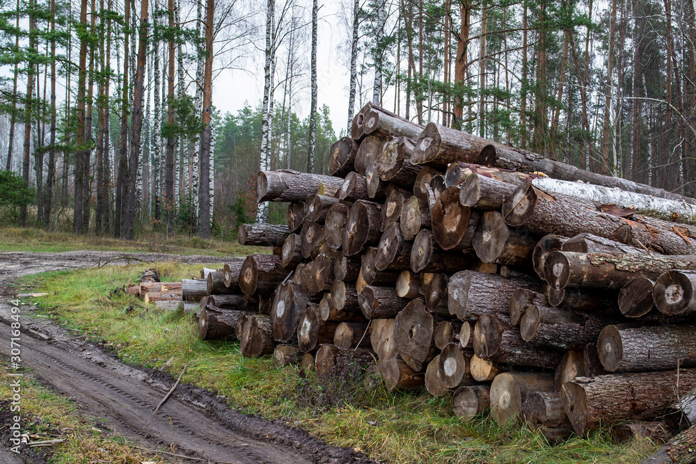 large piles of logs along the forest