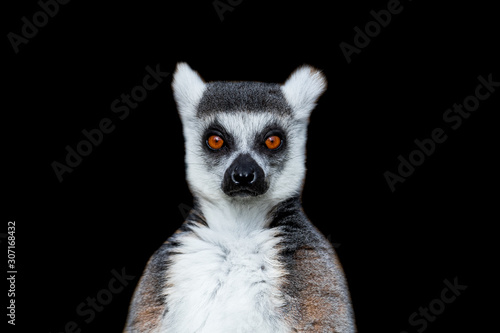 Obraz na płótnie Lemur with a black background w salonie