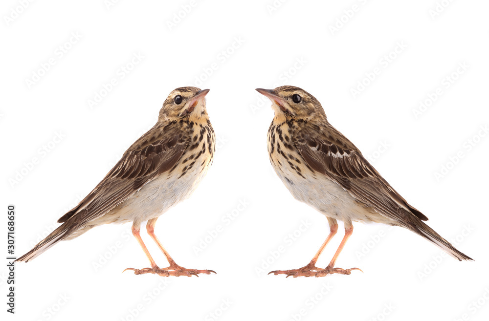 Fototapeta premium Ttwo Tree Pipit (Anthus trivialis) isolated on a white background
