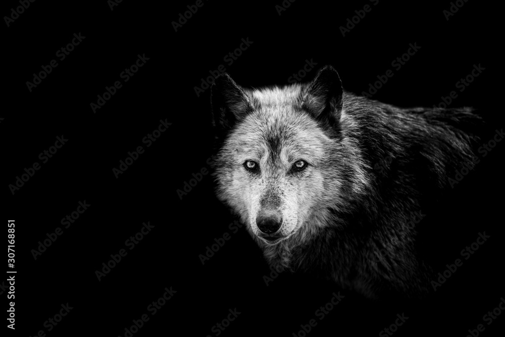 Fototapeta premium Black wolf with a black background