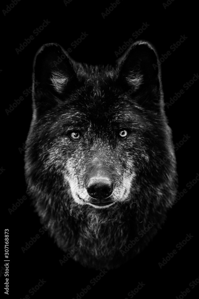 Black wolf with a black background