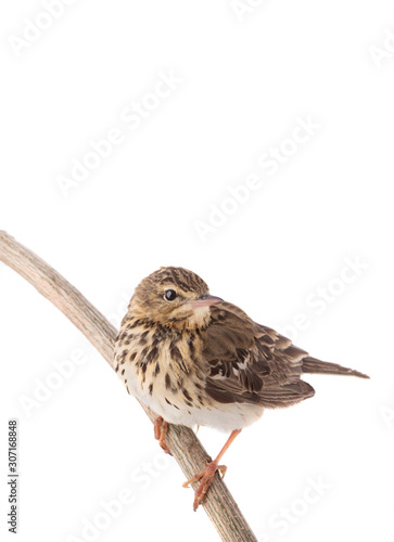 Tree Pipit (Anthus trivialis) isolated on a white background