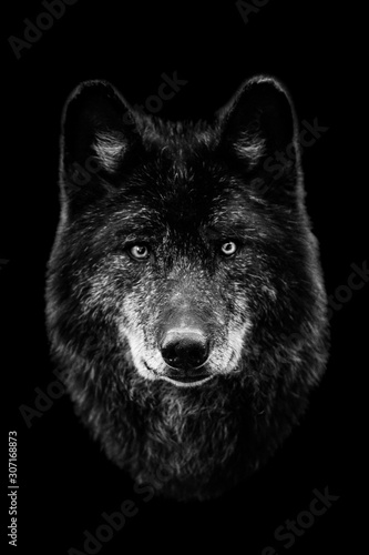 Black wolf with a black background © AB Photography