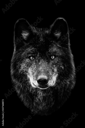 Obraz na płótnie Black wolf with a black background w salonie