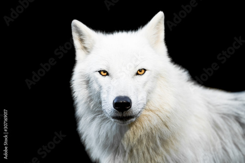 Obraz na płótnie White wolf with a black background w salonie
