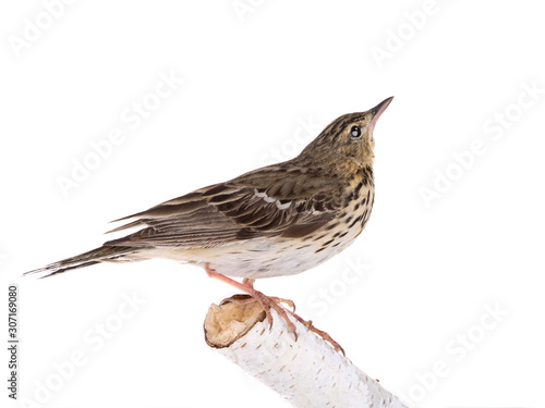 Tree Pipit (Anthus trivialis) isolated on a white background photo