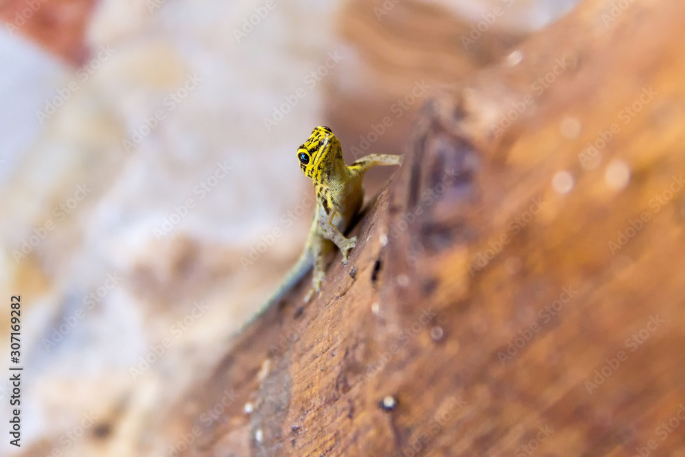 Close up of a Gecko with yellow head (Lygodactylus picturatus) on a wooden pole, Zanzibar Close up of a Gecko with yellow head (Lygodactylus picturatus) on a wooden pole, Zanzibar
