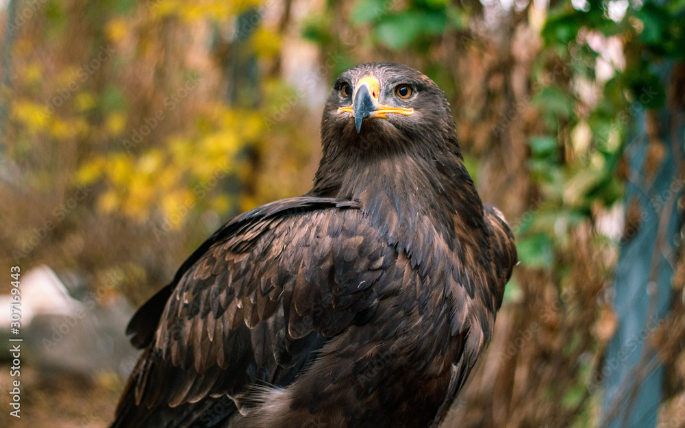 Fototapeta premium portrait of a eagle
