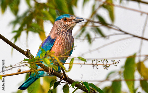 Indian Roller (Coracias benghalensis), a bird of the family Coraciidae, is sitting on leafy branch