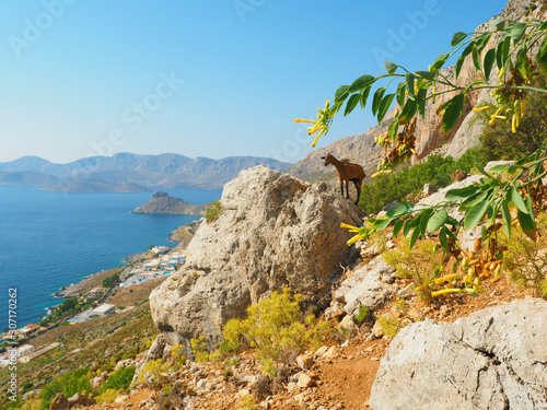 Kalymnos oberhalb von Massouri - Bergziege photo