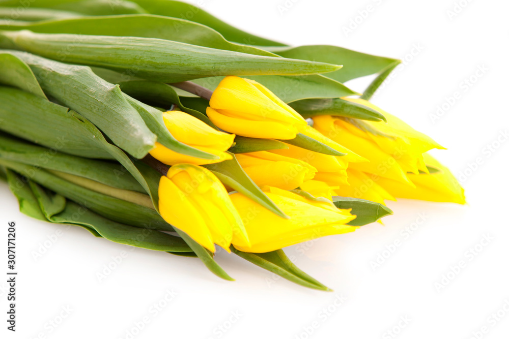 Yellow tulips on a white background Yellow tulips on a white background