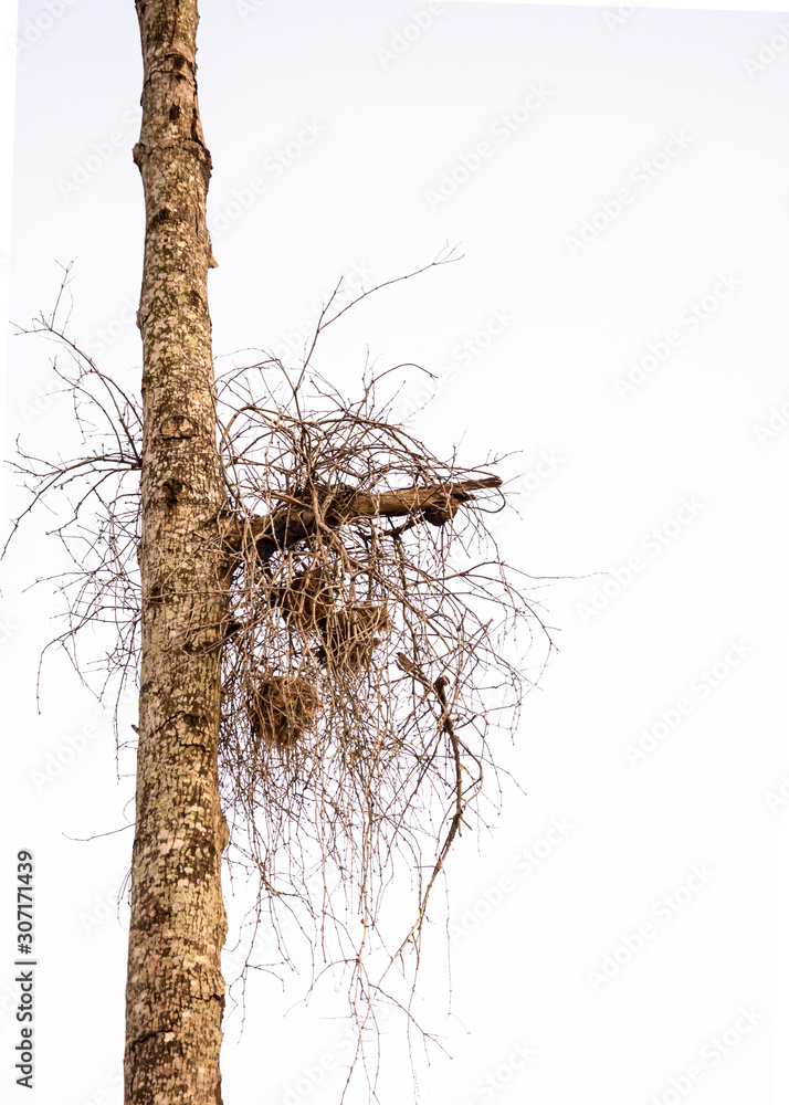 bird nest on the tree with out leaf bird nest on the tree with out leaf