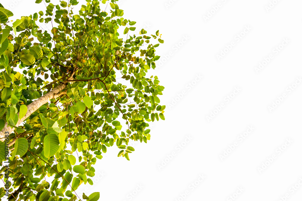 ivy tree climbing with leaf on white background ivy tree climbing with leaf on white background