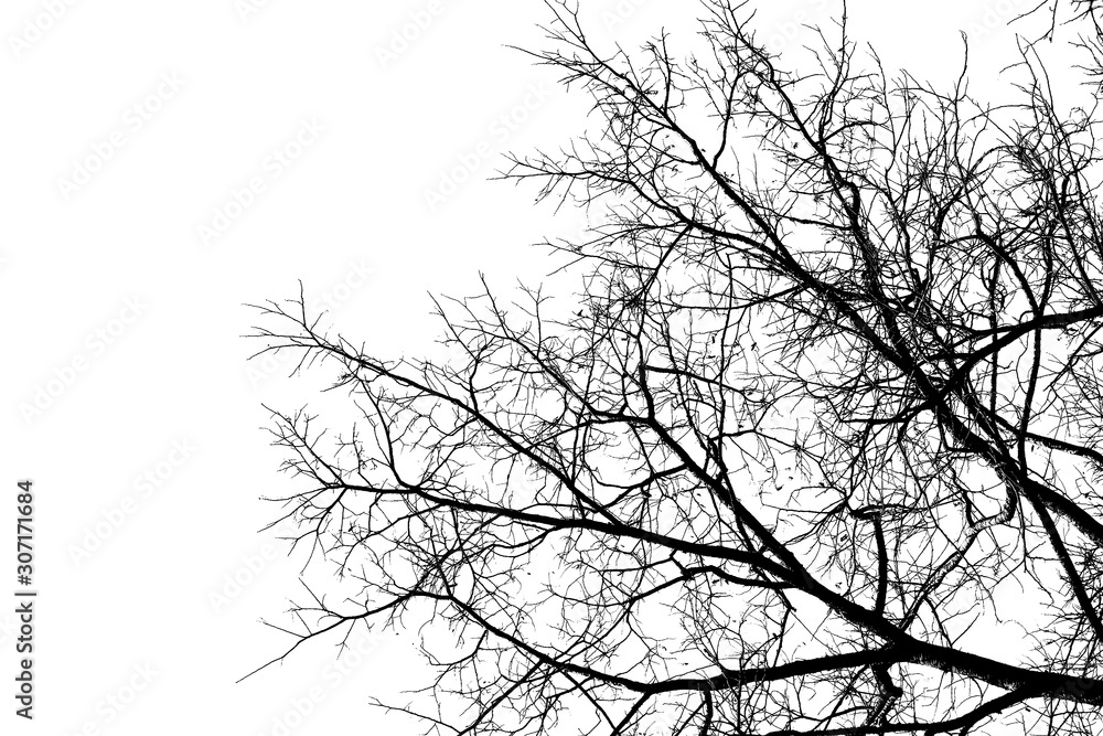Black and white tree branch silhouette on a white background