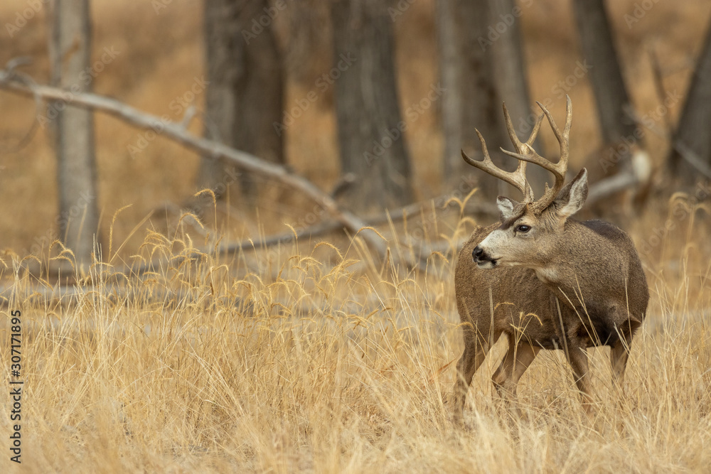 Mule Deer Buck in Colorado in Autumn Mule Deer Buck in Colorado in Autumn