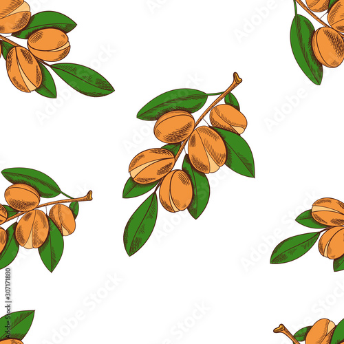 Vector Colorful Seamless Pattern with Argan Tree Branches on White Background, Hand Drawn.
