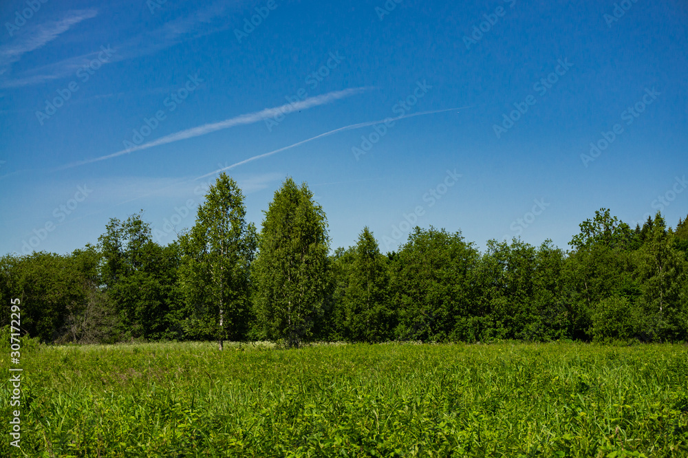 Fototapeta premium Evergreens and deciduous trees in virgin forest against blue sky. Beautiful summer landscape. Rest and enjoyment. Relaxation and meditation. Beauty of Russian nature in suburbs.