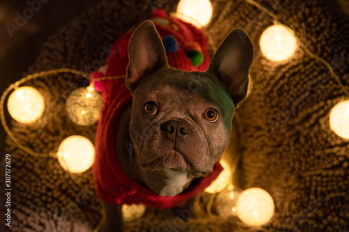 Cute french bulldog wearing a christmas sweater with christmas lights in background